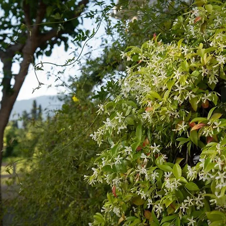 Jasmine וילה Platanidia