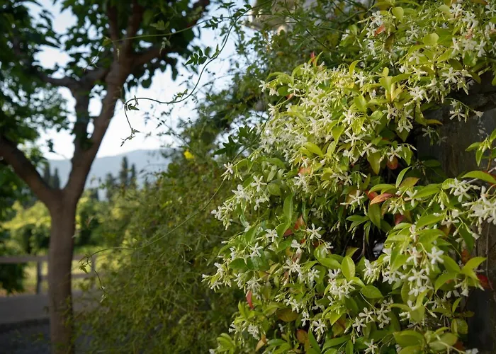 Jasmine Vilă Platanidia